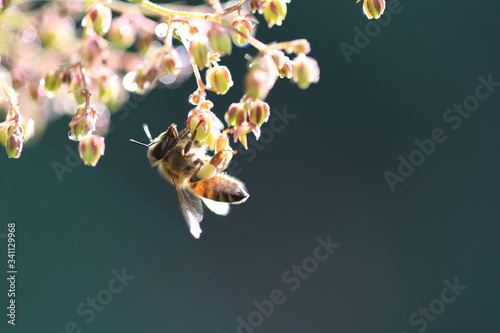 꿀벌과 작은 꽃