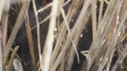 rare, endangered, wild British watervole at a feeding station