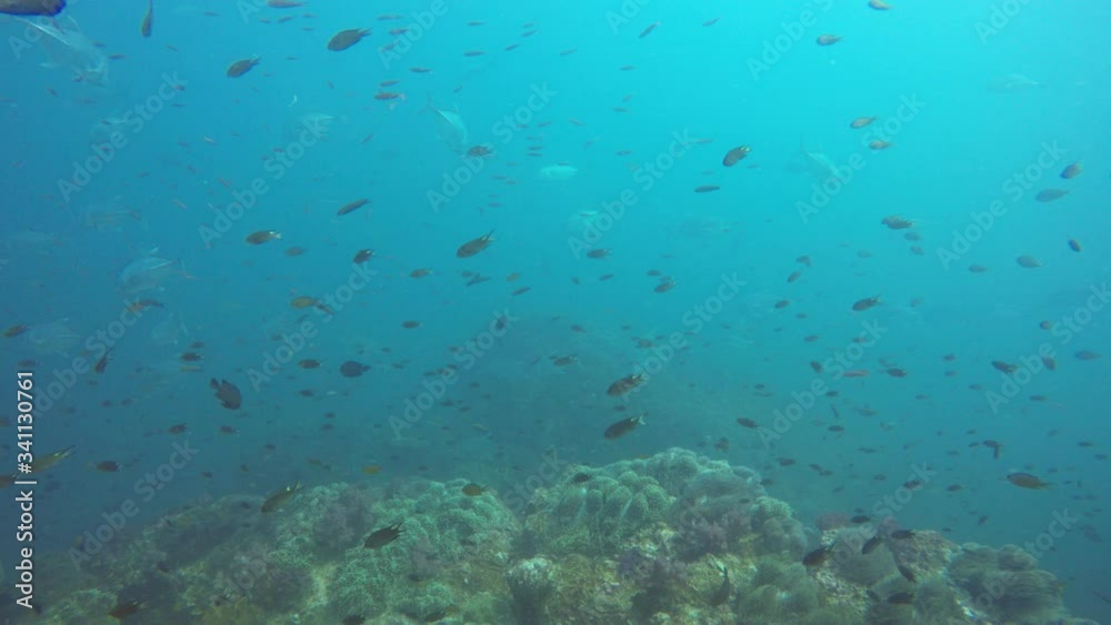 Underwater coral reef and tropical fish in Indian Ocean	