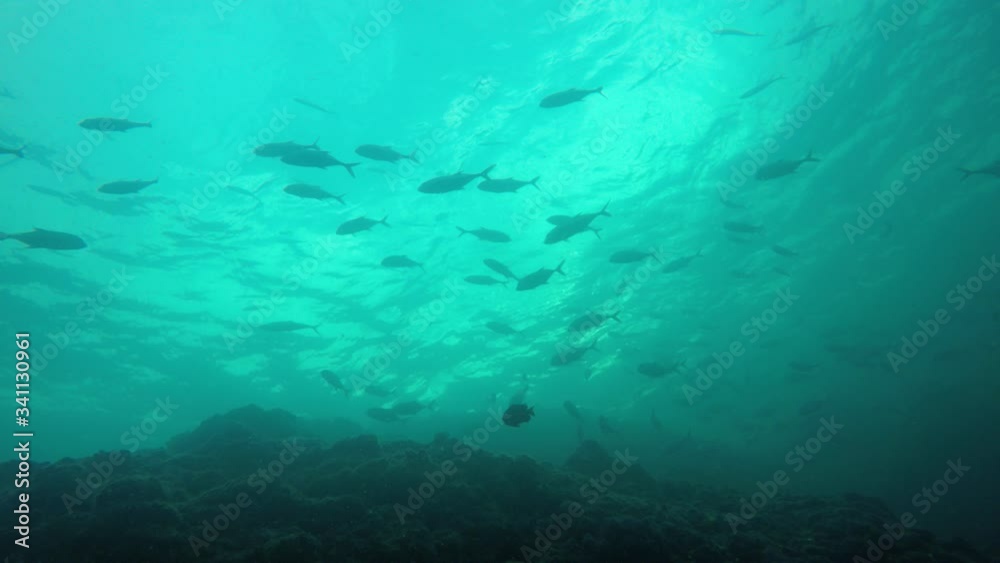 Bigeye Jack fish (Trevallies) hunting sardines underwater	