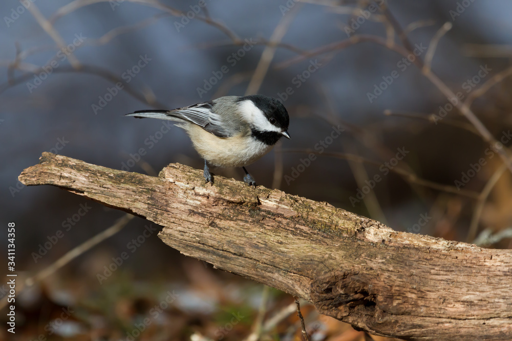 Black-capped chickadee sitting on a stump. Black-capped chickadee sitting on a stump.