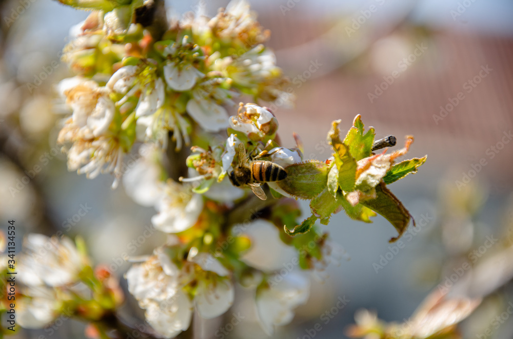 Beautiful cherry blossom in the garden in spring, harvest for bees. Beautiful cherry blossom in the garden in spring, harvest for bees.