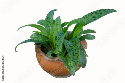 Giant squill tree pot on white background