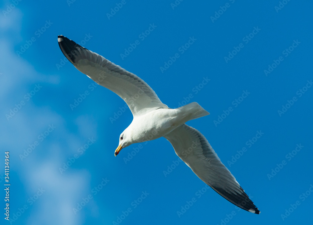 Obraz premium Seagull, blue sky