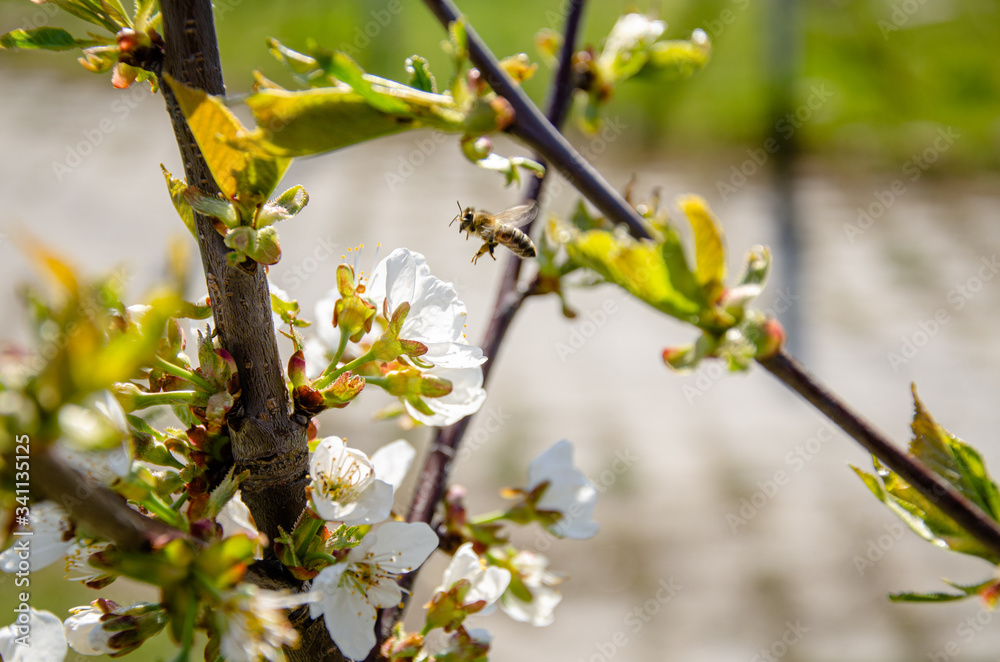 Beautiful cherry blossom in the garden in spring, harvest for bees. Beautiful cherry blossom in the garden in spring, harvest for bees.
