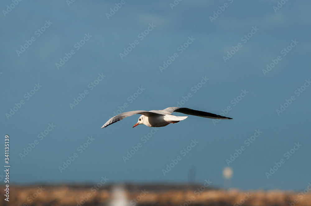 Obraz premium Seagull, blue sky