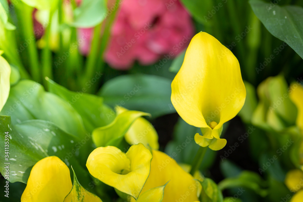 Obraz premium The background image of the colorful flowers