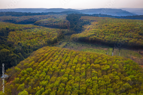 Aerial view of rubber forest is changing leaves in the spring. Top of rubber tree and rubber leaf and rubber tree background at Bu Dang  Binh Phuoc  Vietnam