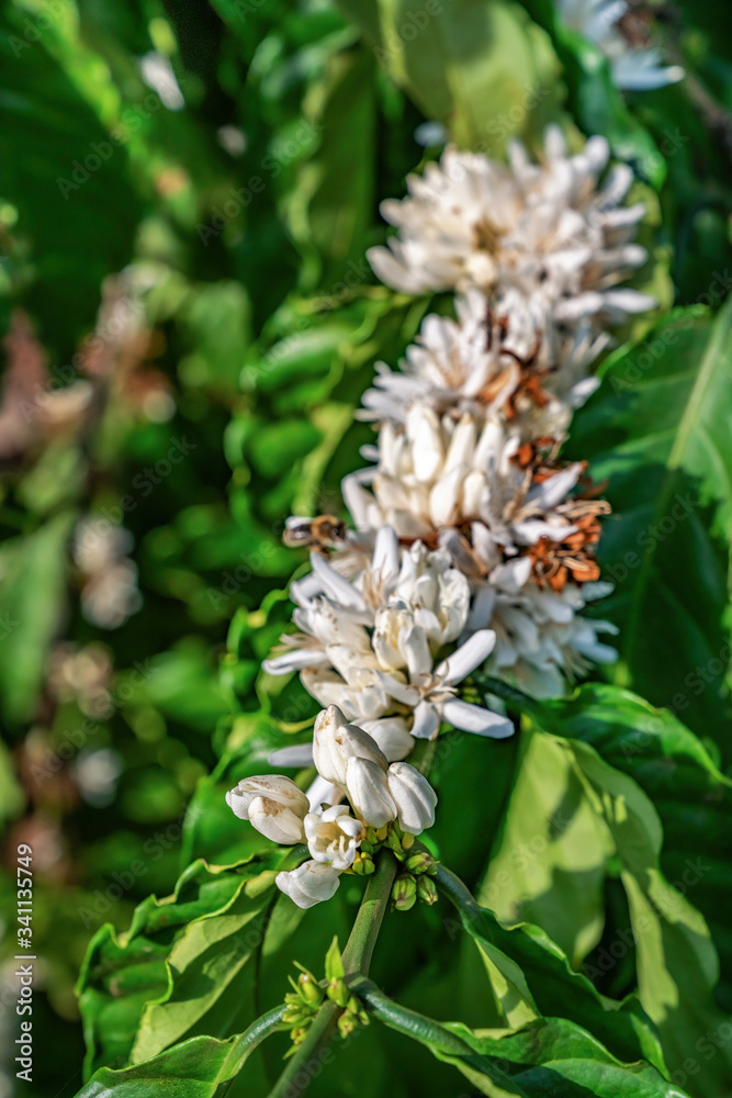 Flower of arabica and Robusta tree in Coffee plantation, Buon Me Thuot or Buon Ma Thuot, Dak Lak, Vietnam. Flower of arabica and Robusta tree in Coffee plantation, Buon Me Thuot or Buon Ma Thuot, Dak Lak, Vietnam.