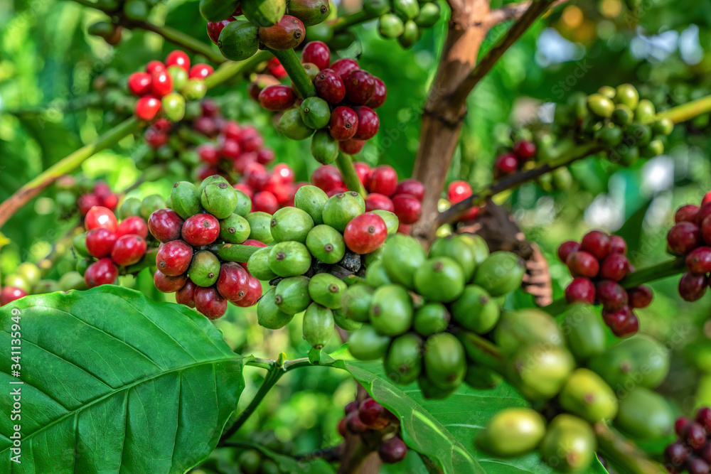 Arabica and Robusta tree in Coffee plantation, Buon Me Thuot or Buon Ma Thuot, Dak Lak, Vietnam.