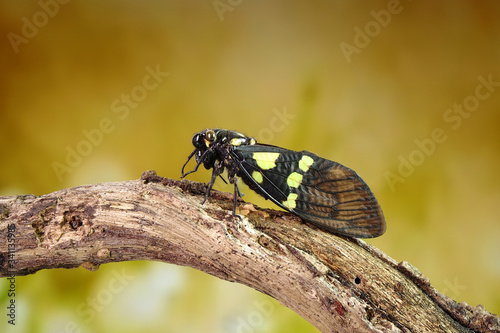 Cicada : Butterfly cicadas with broad multicolor wings. Green and blue color butterfly-wings cicada (Gaeana cheni) is a cicada species from China and Southeast Asia (Thailand, Myanmar) Selective focus © Cheattha