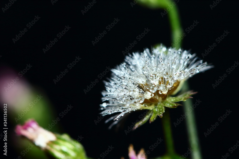 beautiful dew on flower in macro for background beautiful dew on flower in macro for background