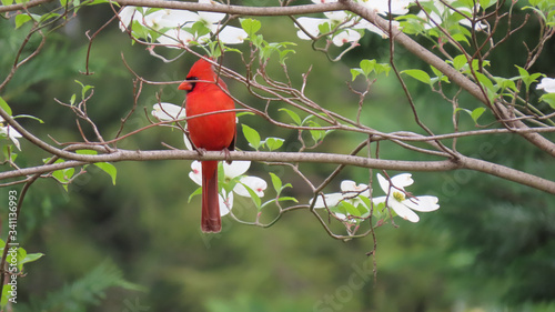Fotografie Virginia Cardinal with Dogwoods