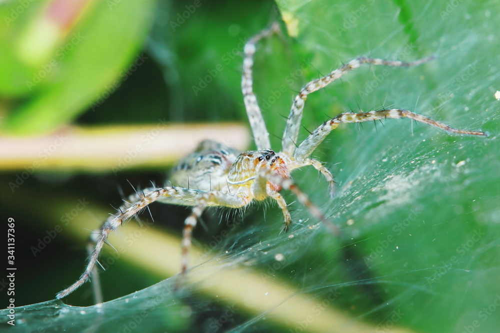 Macro Photography of Jumping Spider on Green Leaf for background Macro Photography of Jumping Spider on Green Leaf for background