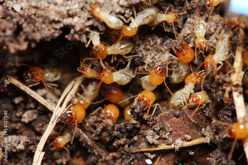 macro of small termite in nature  for background