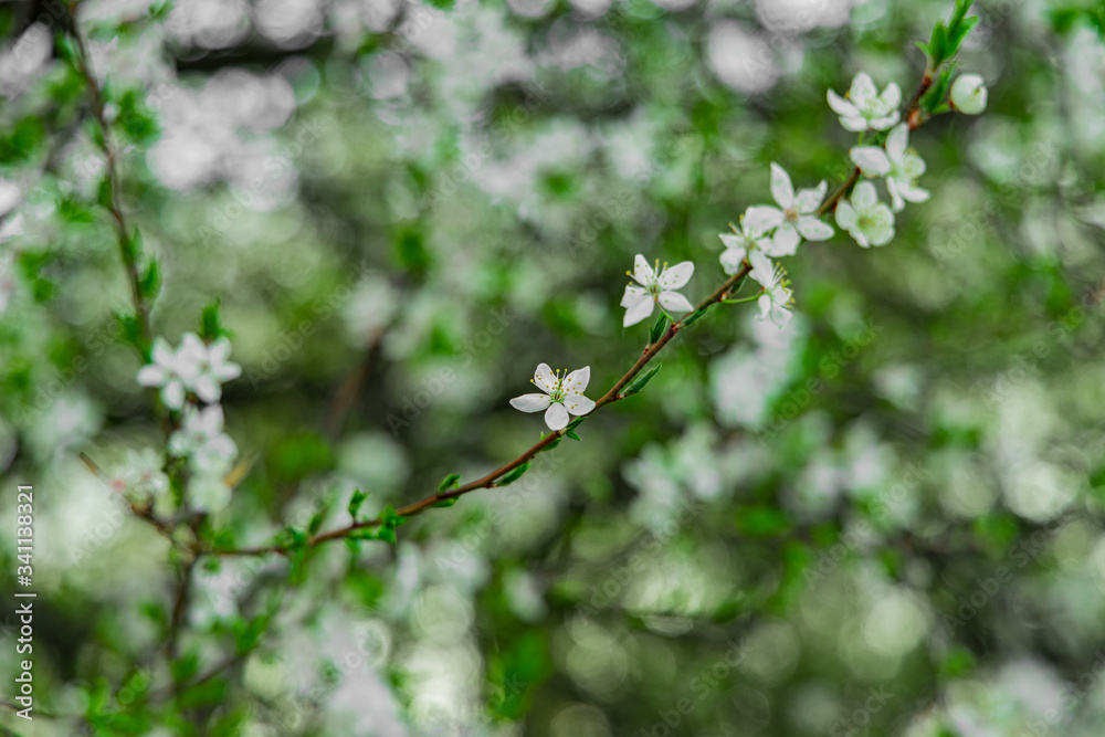 garden foliage beautiful nature scenic post card view of white flower bloom on tree in April spring garden foliage beautiful nature scenic post card view of white flower bloom on tree in April spring