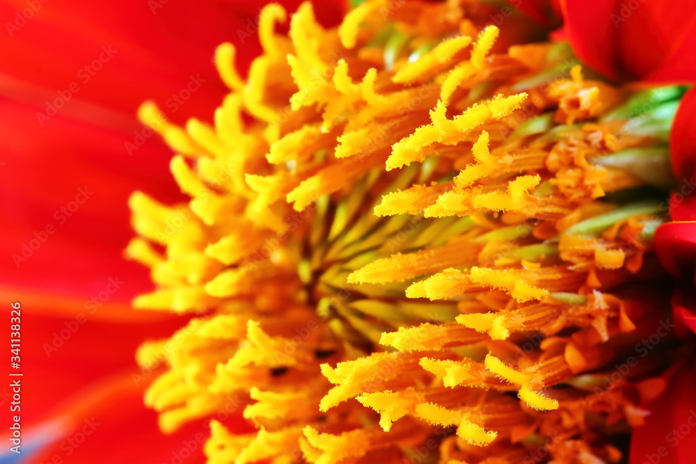 macro red zinnia flowers in the garden