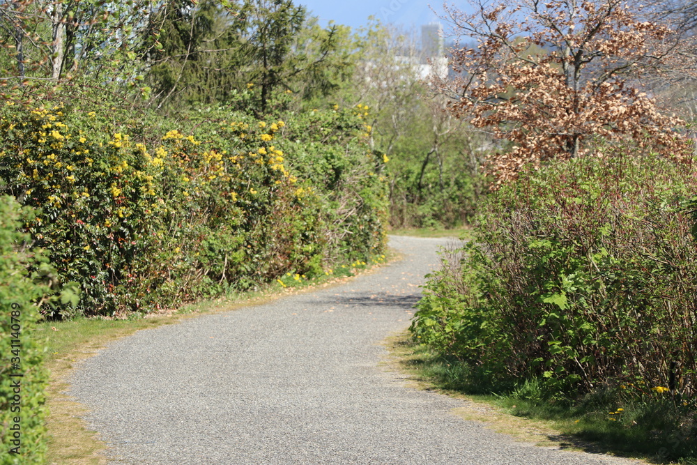 Swooping path within the tall green brush Swooping path within the tall green brush