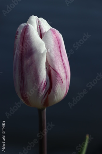 pink tulip on black background