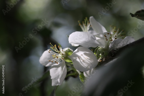 blossoms in tree