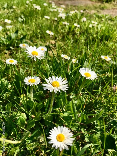 Outdoor closeup of seasonal wild nature in a grass backyard in Europe during early springtime (April, May) with a beautiful flower bed of fresh white common lawn daisies (bellis perennis) blooming