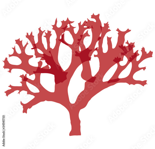 This is a red algae in the sea.