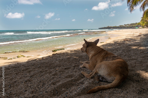 dog on the beach