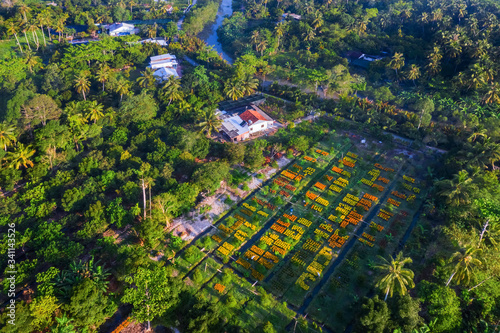 Aerial view of Cai Mon flower growing village, Ben Tre, Vietnam. This is the largest flower growing region in Vietnam and a famous tourist destination
