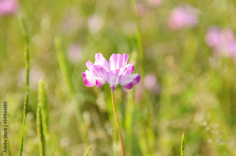 れんげ草畑 鹿児島県 出水市 れんげ草畑 鹿児島県 出水市