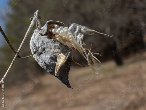 Milkweed in spring ready to disperse seeds from its grey pod (Asclepias) photo