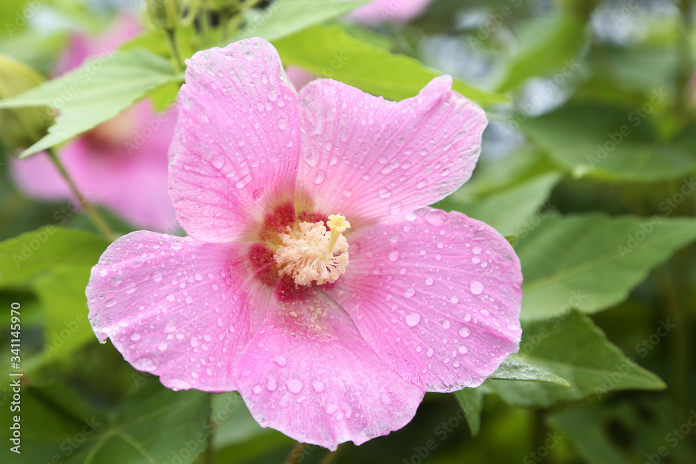 雨に濡れるハイビスカス 雨に濡れるハイビスカス