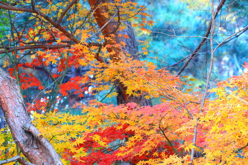 아름다운 가을단풍