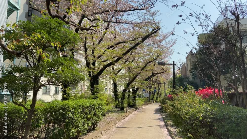 洲崎川緑道公園 葉桜 洲崎川緑道公園 葉桜