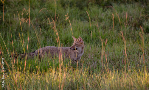 animal, zorra, fauna, mamífero, naturaleza, inhospitalario, chacal, césped, depredador, coyote, pelaje, rojo, ardilla, vulpes, safari, cuca, leones, perro, aparcar, carnivoros, antilopes, canguro, ken © JOSE