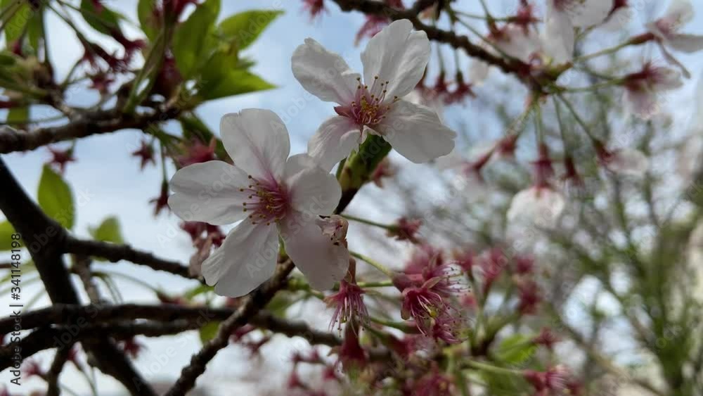葉桜 葉桜