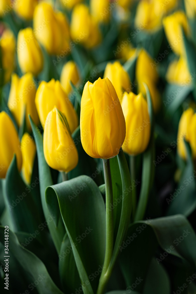 Yellow tulip close up photography. Yellow tulips field flowers. Single yellow tulip photo image. Yellow tulip close up photography. Yellow tulips field flowers. Single yellow tulip photo image.