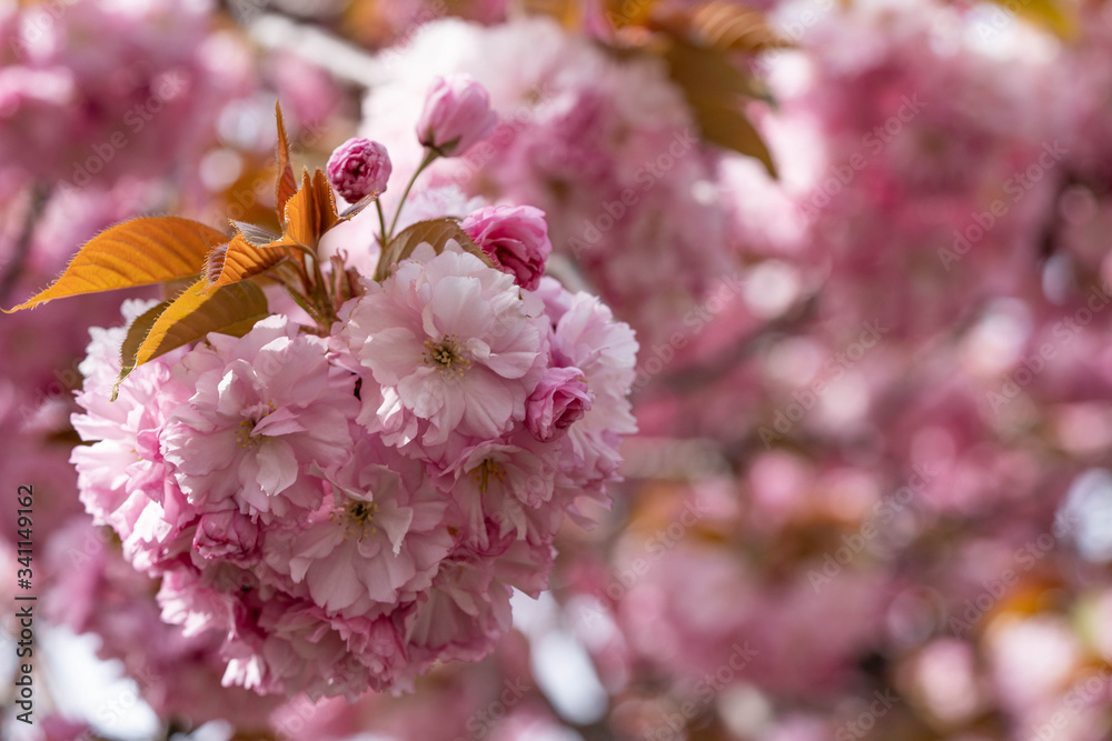 Fototapeta premium Pink cherry blossom, close up macro photography. Pink petals, flowers leaves. Pink sakura in New York City. Pink sakura cherry blossom photography. 