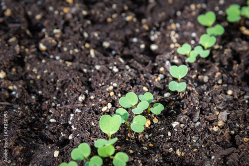 Close-up of new spinach seedlings growing in potting soil
