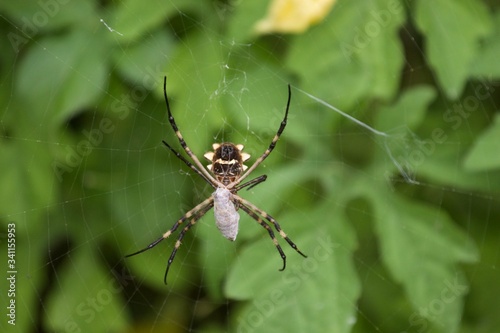 spider on a web © otimar