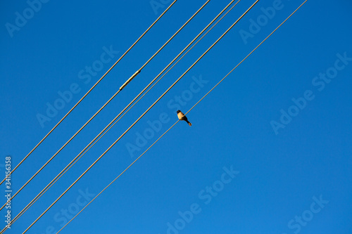 Bird sitting on power lines sky blue background 