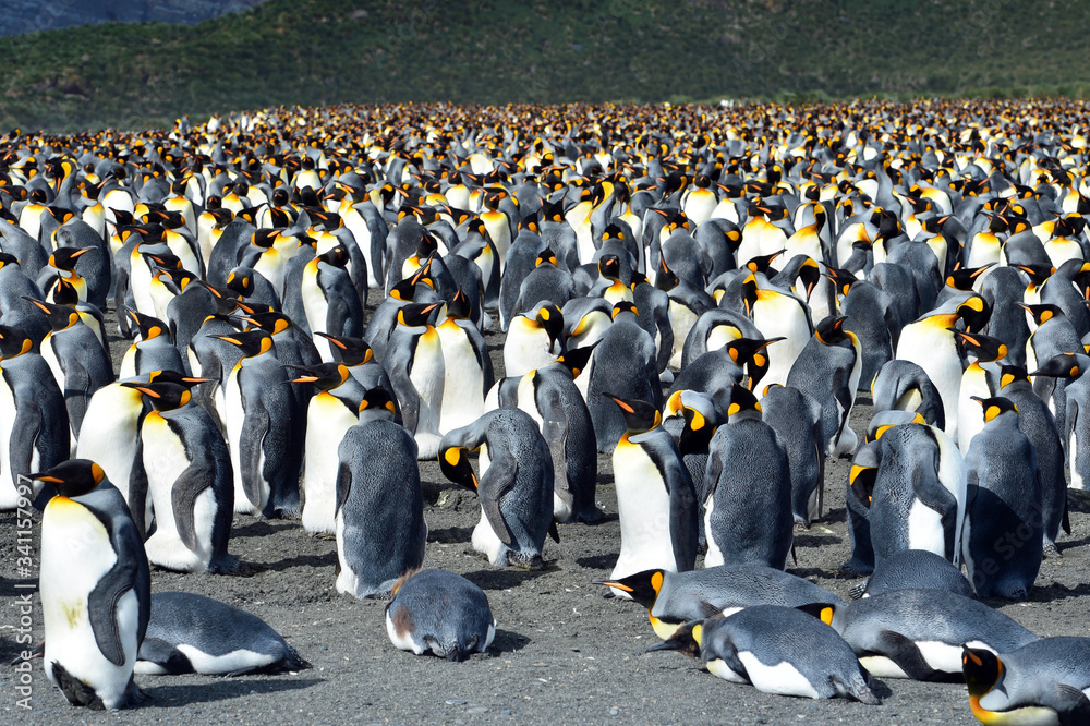 Obraz premium king penguin colony on the rocks