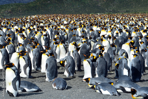 Obraz na plátně king penguin colony on the rocks