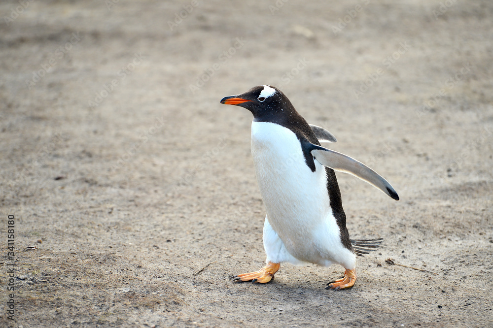 Obraz premium penguin on the beach walking to the hunting