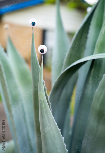 Obraz na plátně Plastic eyeballs impaled on the spines  of an agave plant