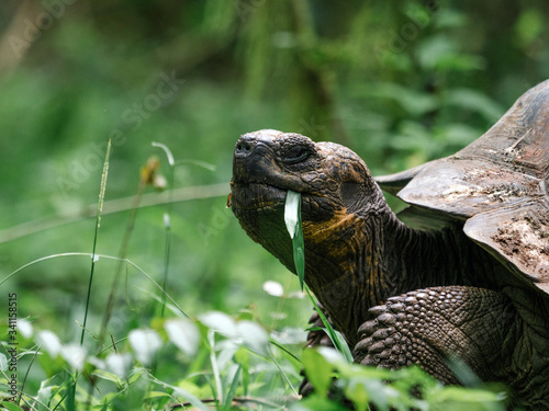 Large gal√°pagos tortoise photo