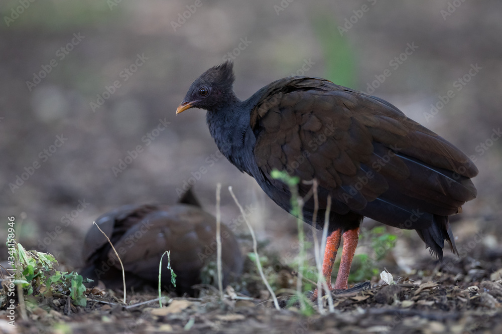 Orange-footed Scrubfowl (Megapodius reinwardt) in Darwin, Australia Orange-footed Scrubfowl (Megapodius reinwardt) in Darwin, Australia