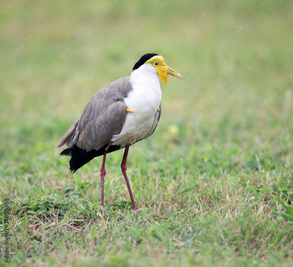 Masked Lapwing (Vanellus Miles), Darwin, Australia Masked Lapwing (Vanellus Miles), Darwin, Australia