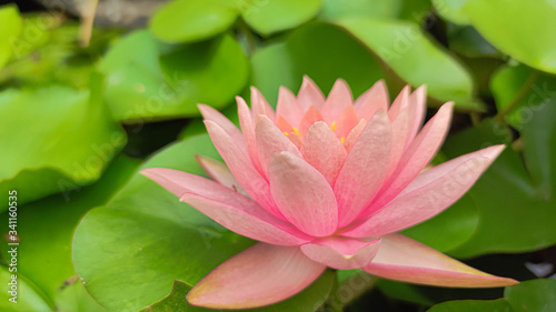 Asian Lotus grows in the lake. Valley of lotuses Oriental in pond. Symbol of Buddhism. Ancient flower - biological additive