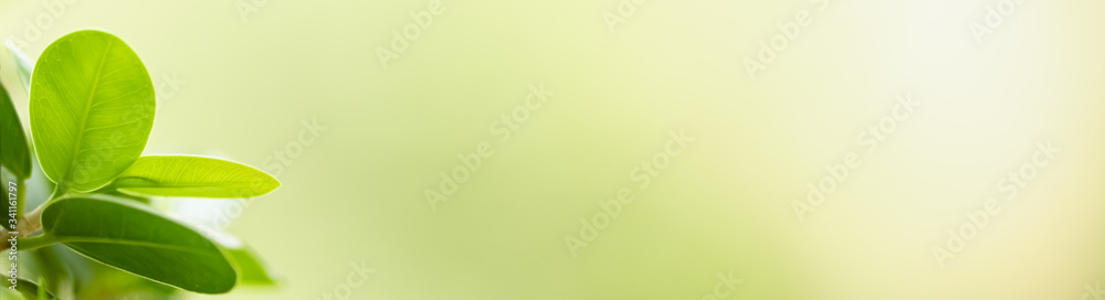 Closeup beautiful nature view of green leaf on blurred greenery background in garden with copy space using as background natural green plants landscape, ecology, fresh wallpaper cover concept. Closeup beautiful nature view of green leaf on blurred greenery background in garden with copy space using as background natural green plants landscape, ecology, fresh wallpaper cover concept.