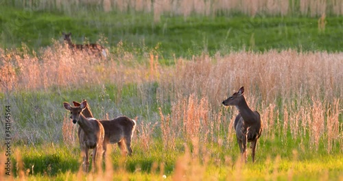 deer trio in meadow at sunset grasses backlit